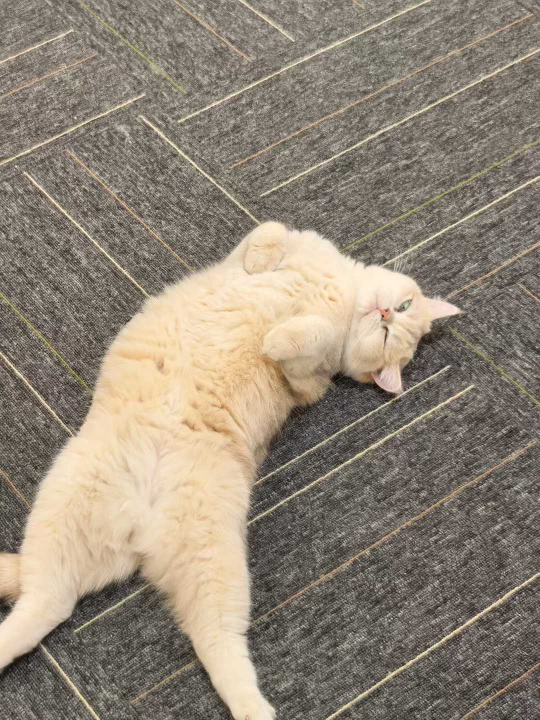 6e8cb93ff6c5a34f077aa41e49a05479